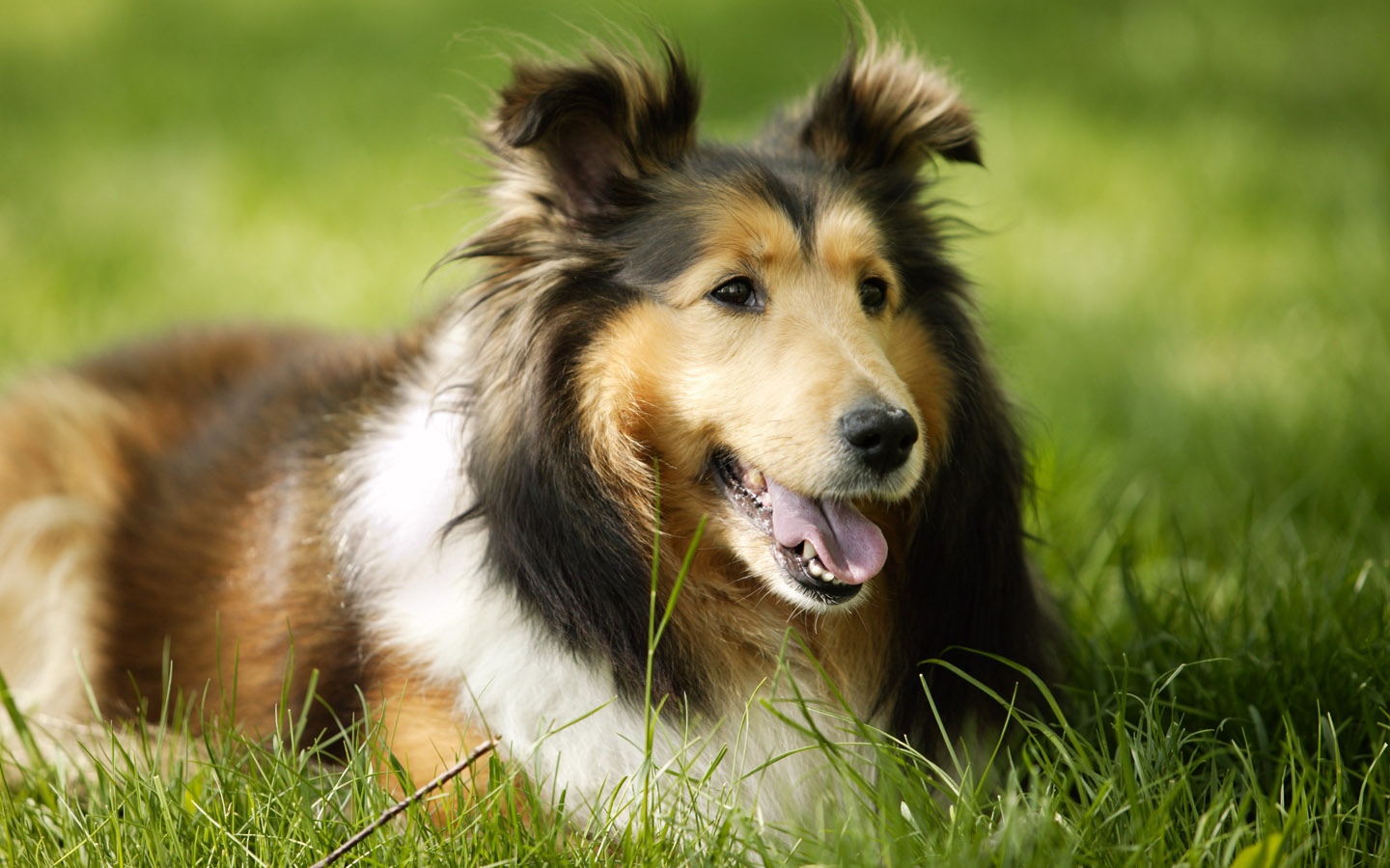 蝴蝶犬小狗写真,高清图片,电脑桌面-壁纸族