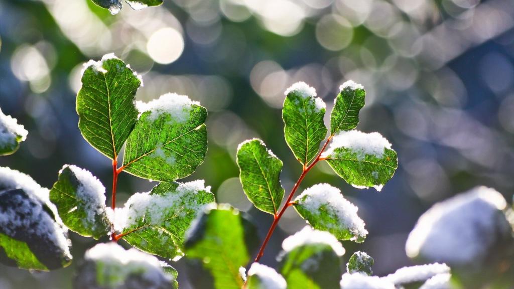 雪天里的大自然