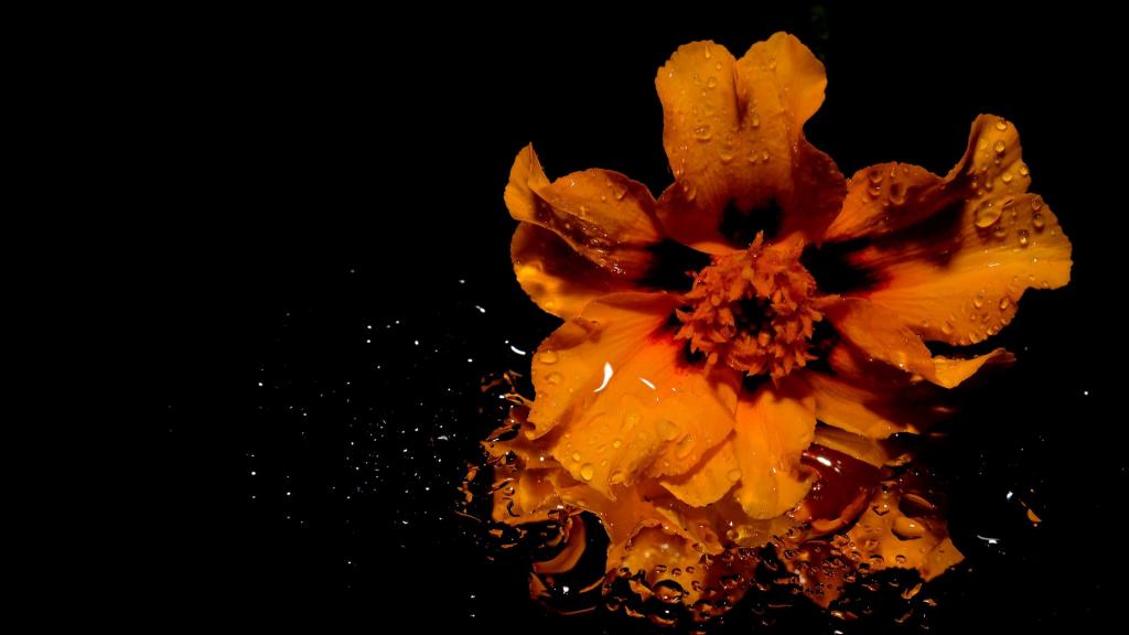 花卉植物唯美写真