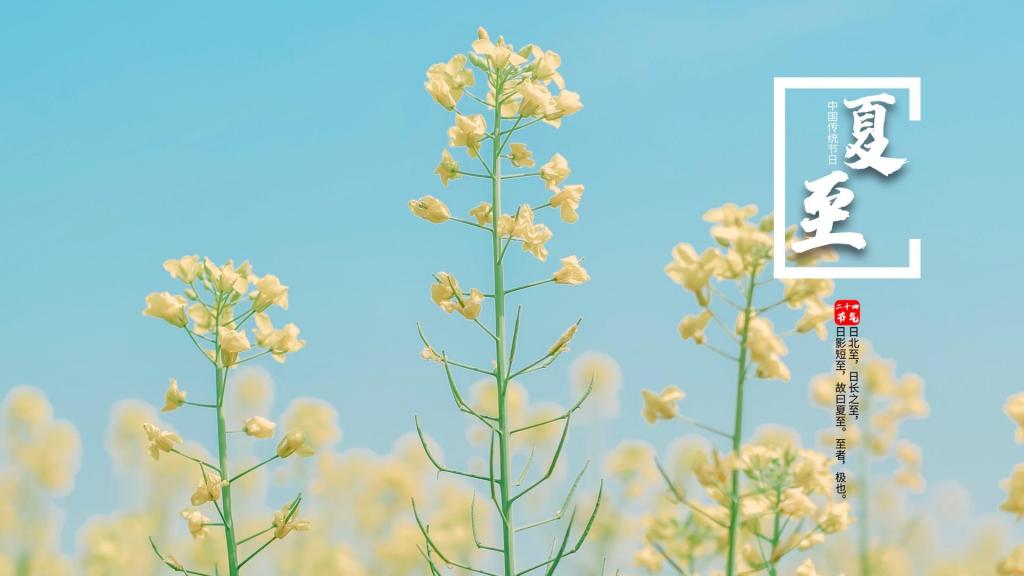 二十四节气之夏至