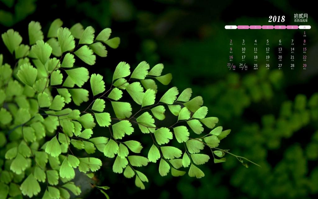 2018年12月绿色护眼植物日历