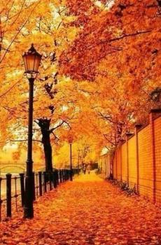 林中小路秋天风景-5