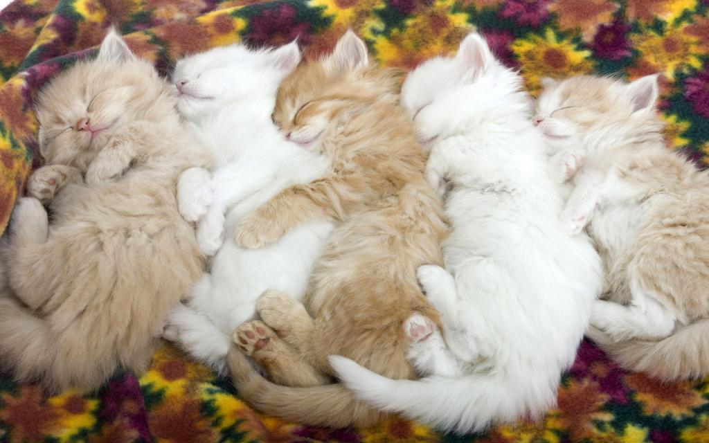 宽屏白色猫咪