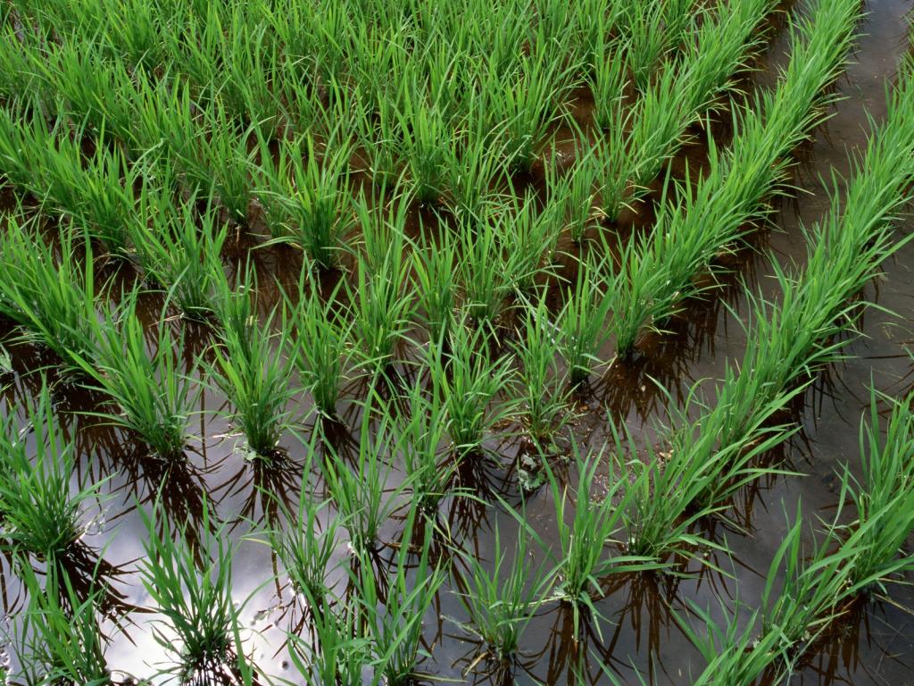 清新的田野麦浪