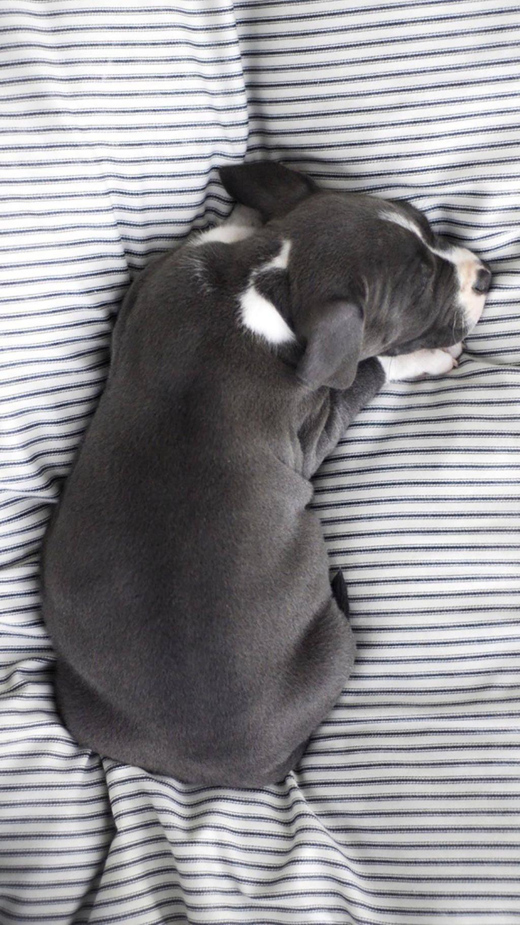 可爱宠物小狗狗