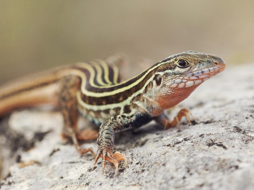 各种动物摄影图片