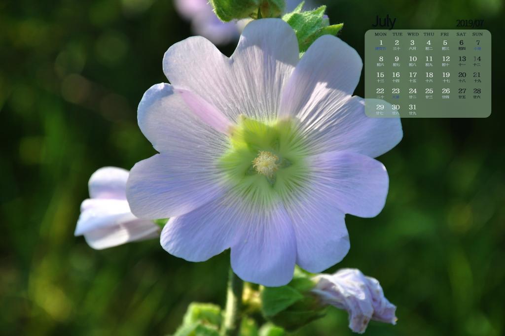 2019年7月修长而挺立的蜀葵日历
