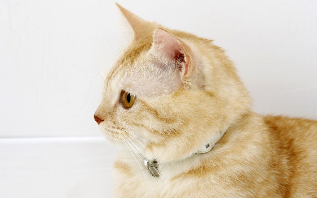 可爱的美国短毛猫写真