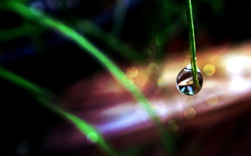 绿叶上的透亮的小水珠