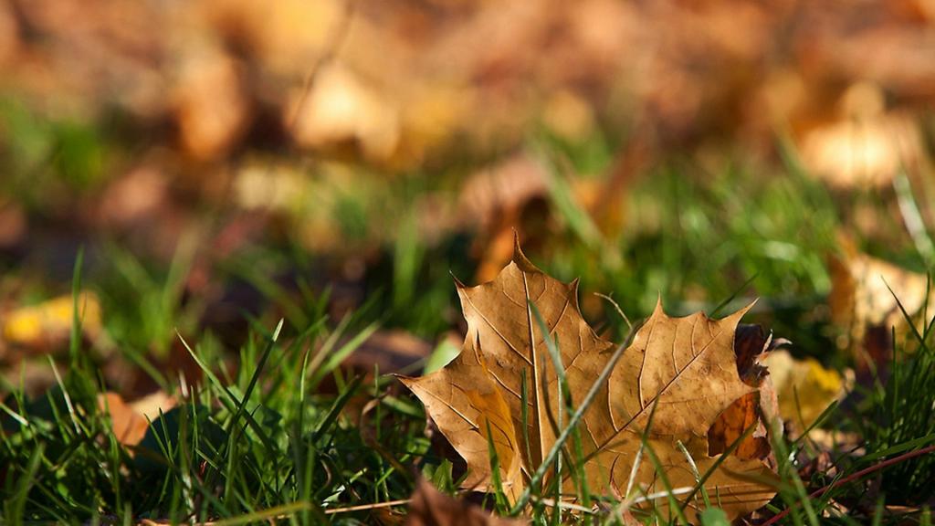 秋季枫叶唯美意境