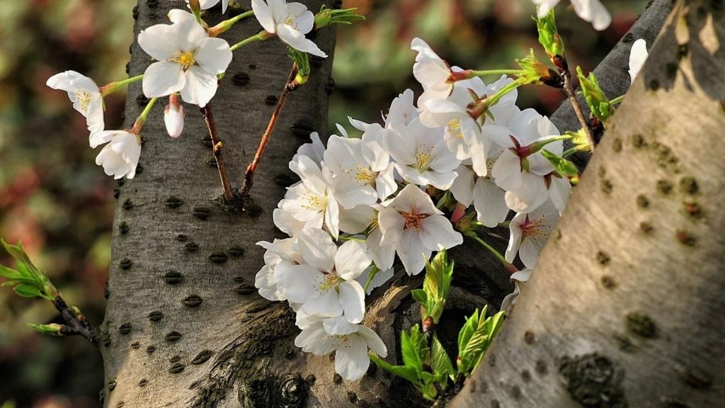 樱花花语(除你之外,别无他爱)