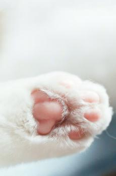 萌萌的猫爪子
