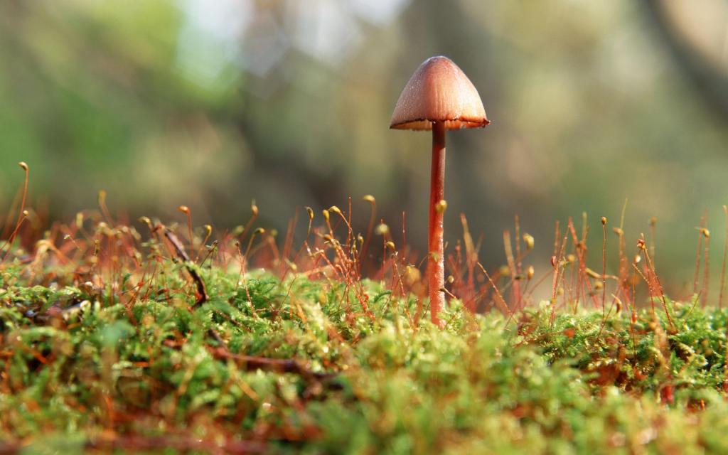 野生菌类蘑菇