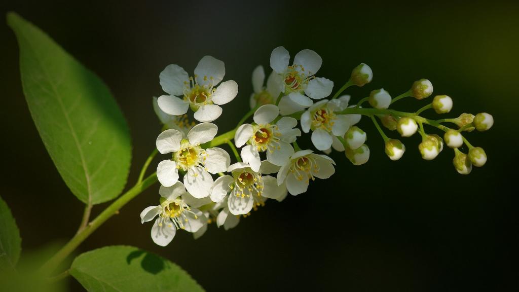 紫叶稠李花写真