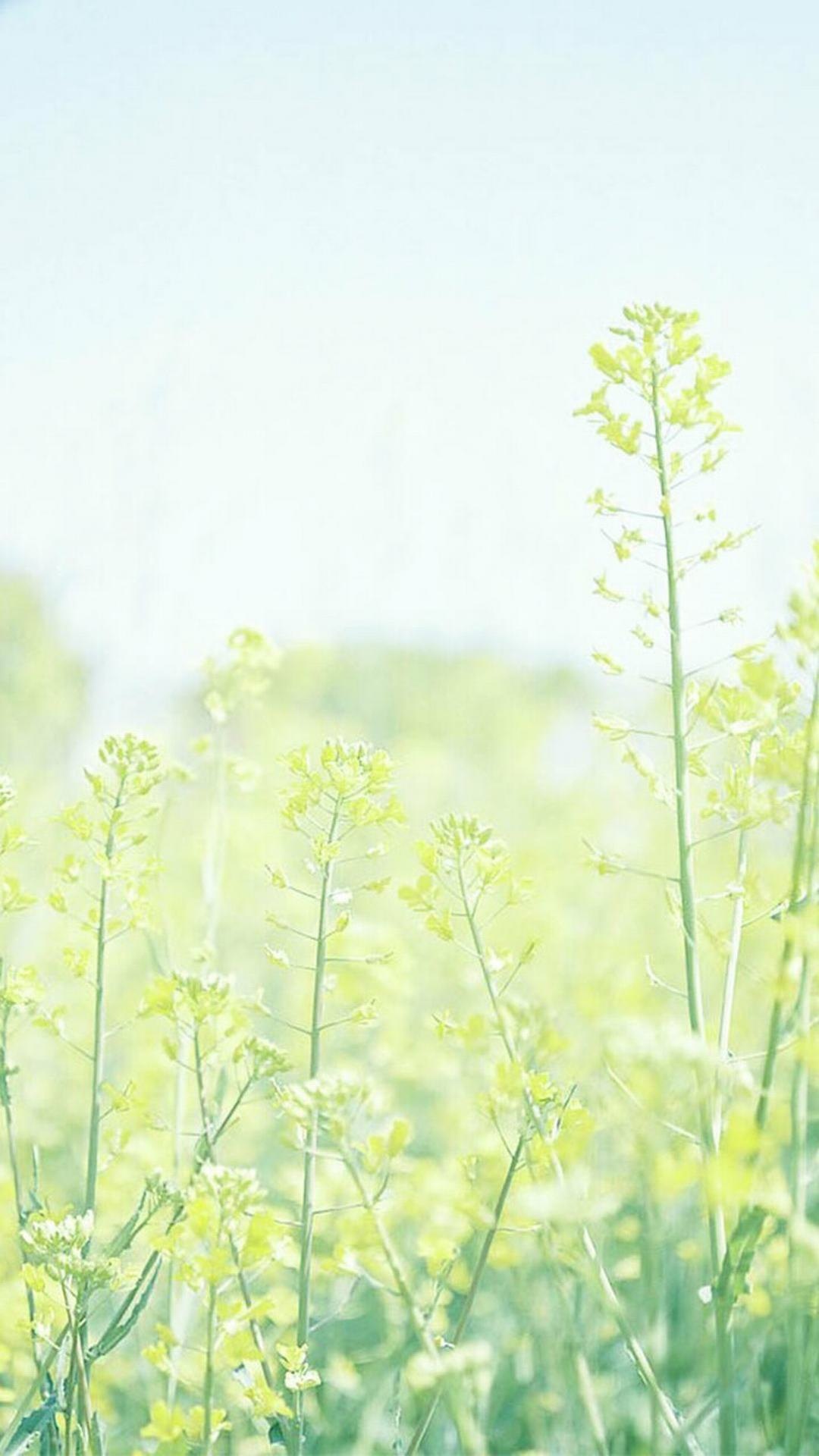 小清新唯美花朵植物