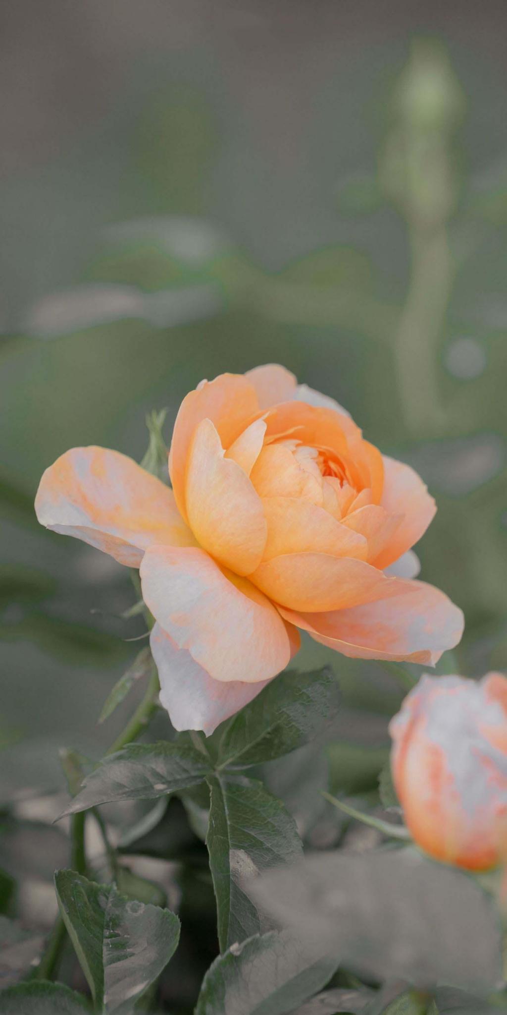 唯美月季浪漫奶油系摄影