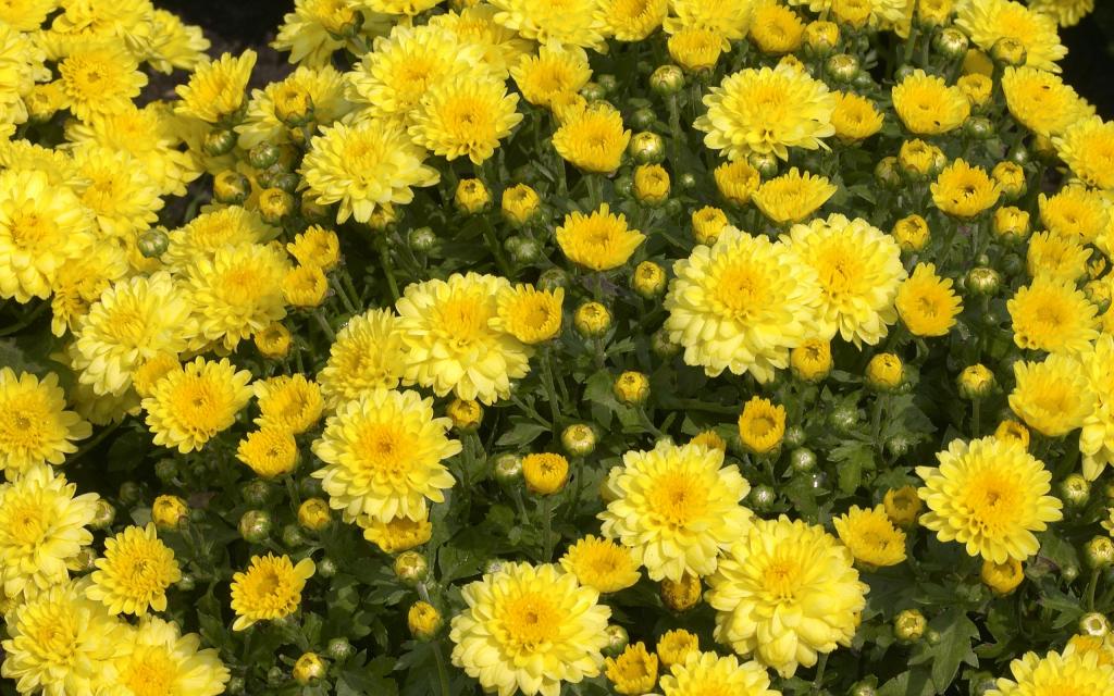 超大优美鲜花特写