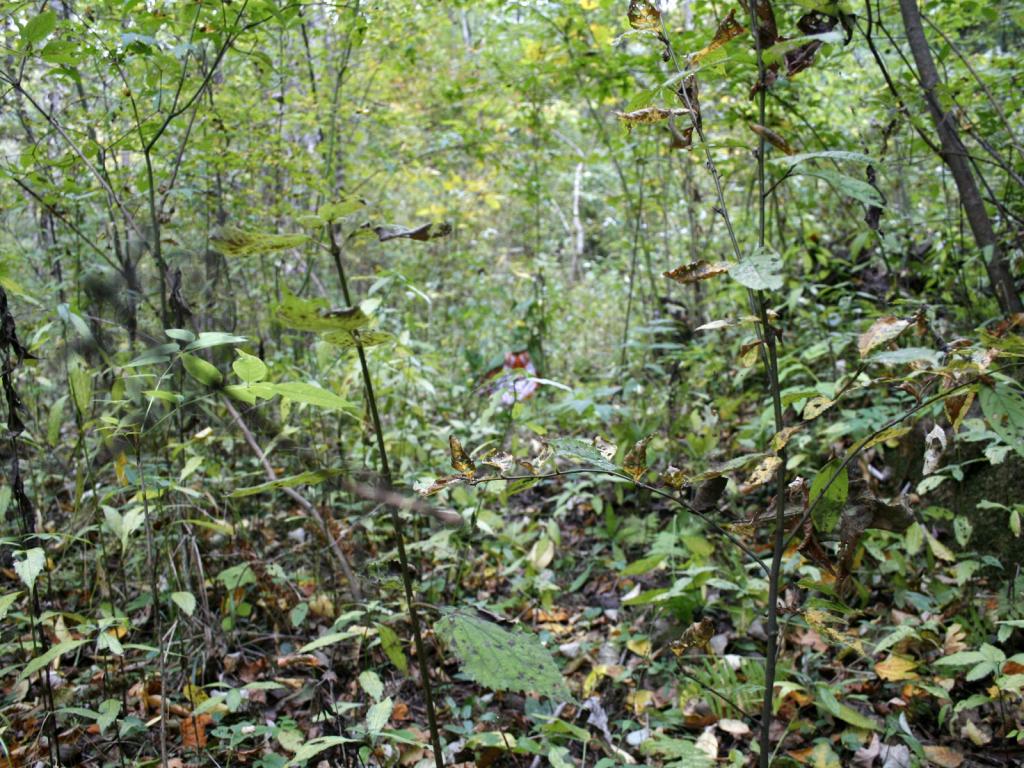 森林中的华南虎