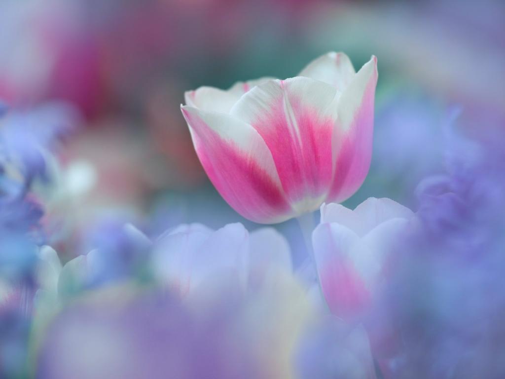 落英缤纷鲜花