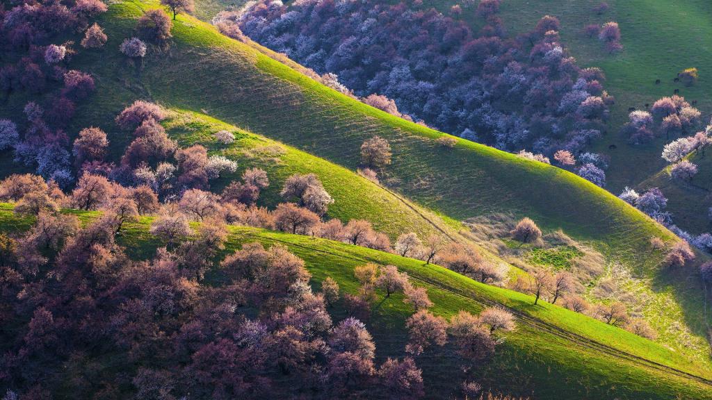 新疆新源野杏林风光