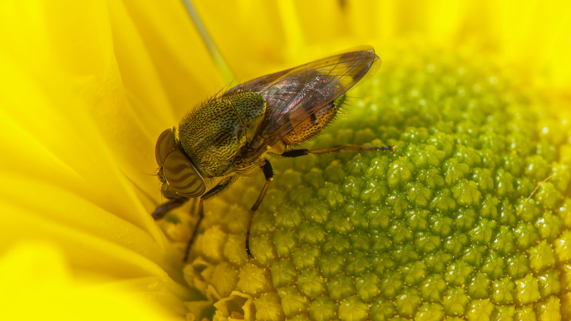 近距离下的昆虫果蝇图片