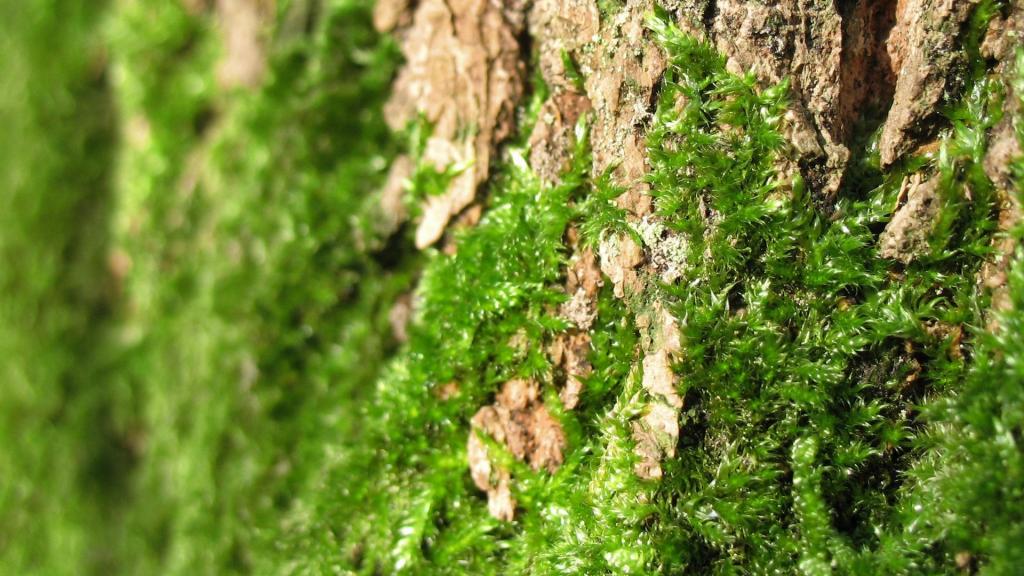 绿色苔藓植物图片