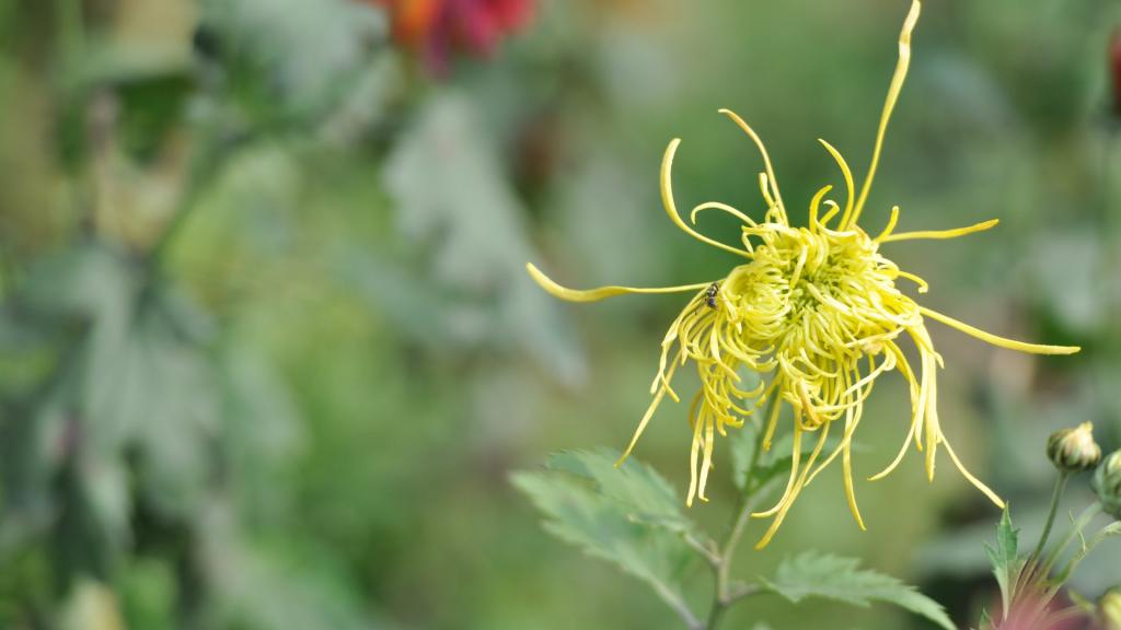 花园里盛开的鲜花