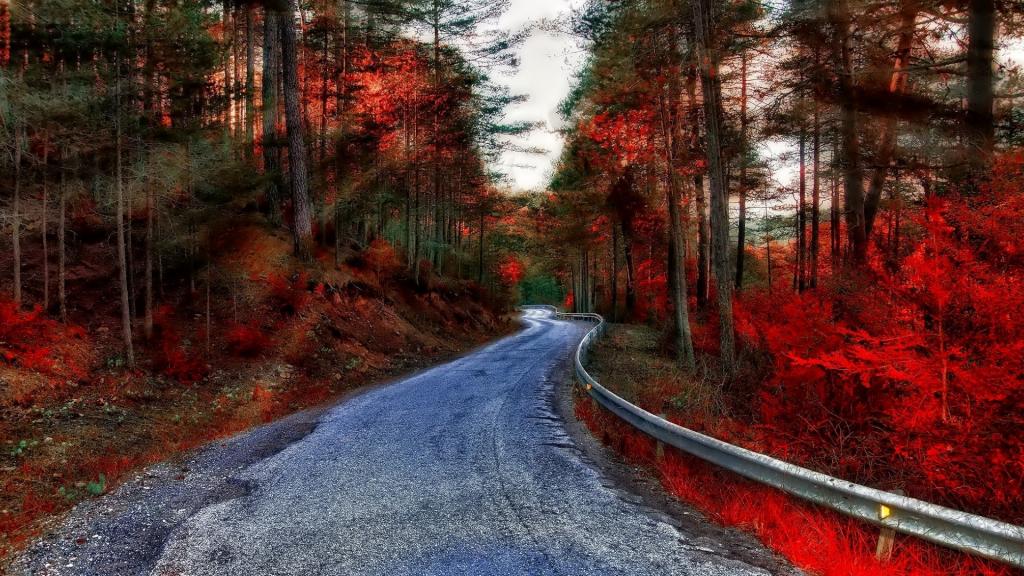 深秋火红的枫叶