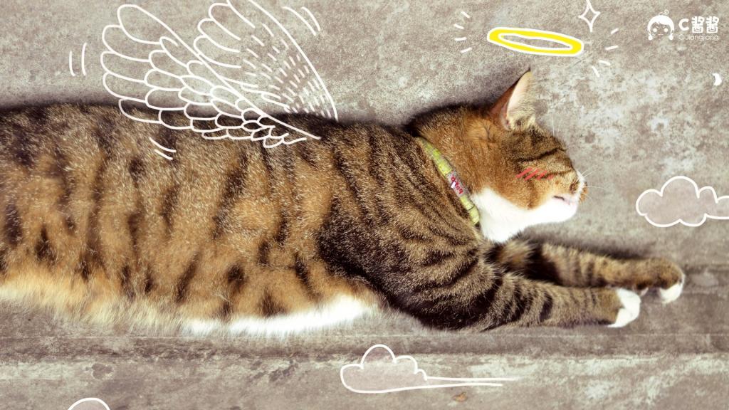 恶搞喵星人(猫咪)