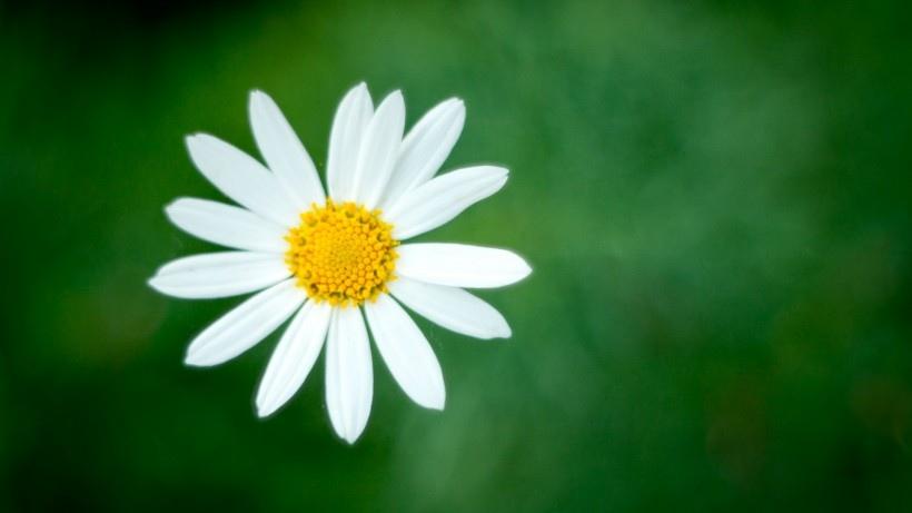 清新淡雅白色雏菊