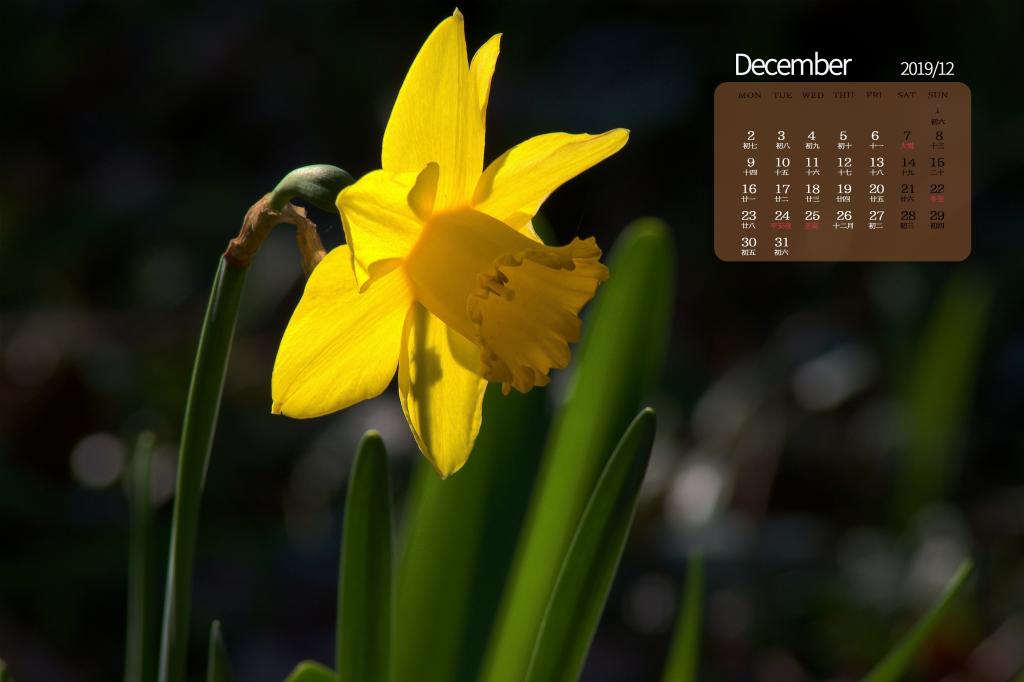 2019年12月清雅的水仙花日历