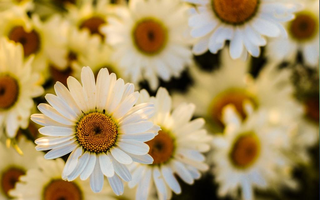 春天盛开的花儿朵朵