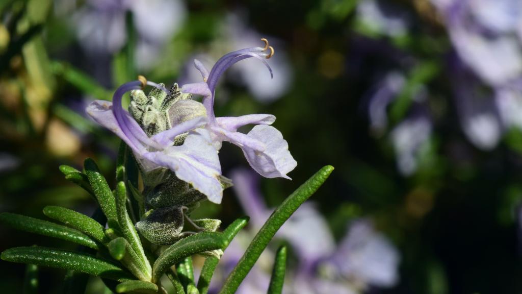 清新宜人的迷迭香花草