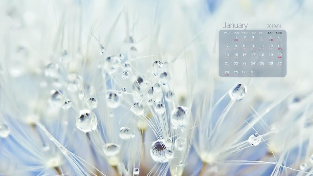 2019年1月自由飞翔的蒲公英日历