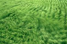 美丽的田野麦浪