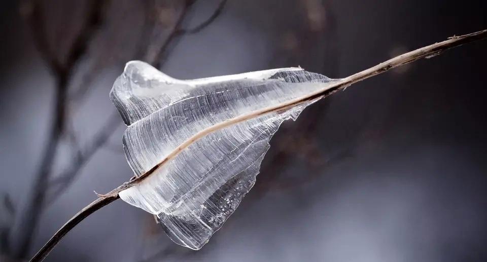 山西再现冰蝴蝶