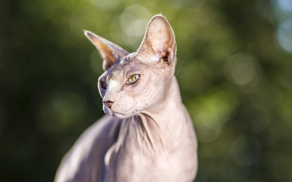 斯芬克斯猫(加拿大无毛猫)