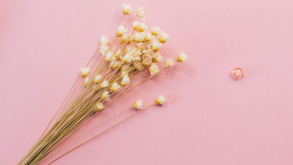 温馨的干花背景