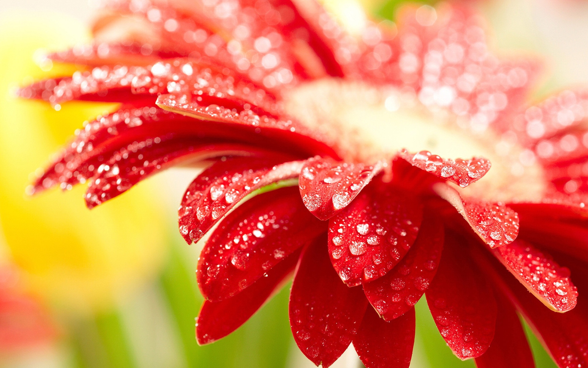 非洲菊图片,高清图片,电脑桌面-壁纸族