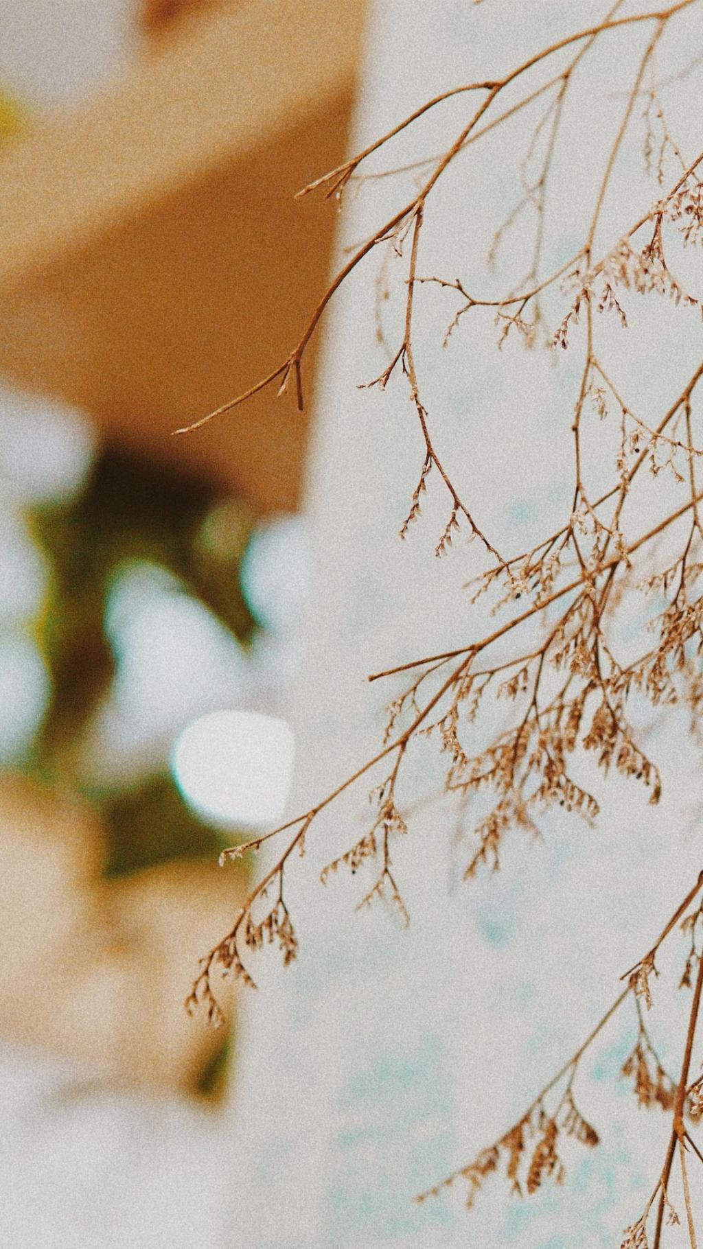 小清新静物唯美写真