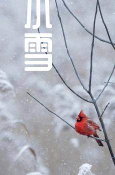 小雪节气随风到-0