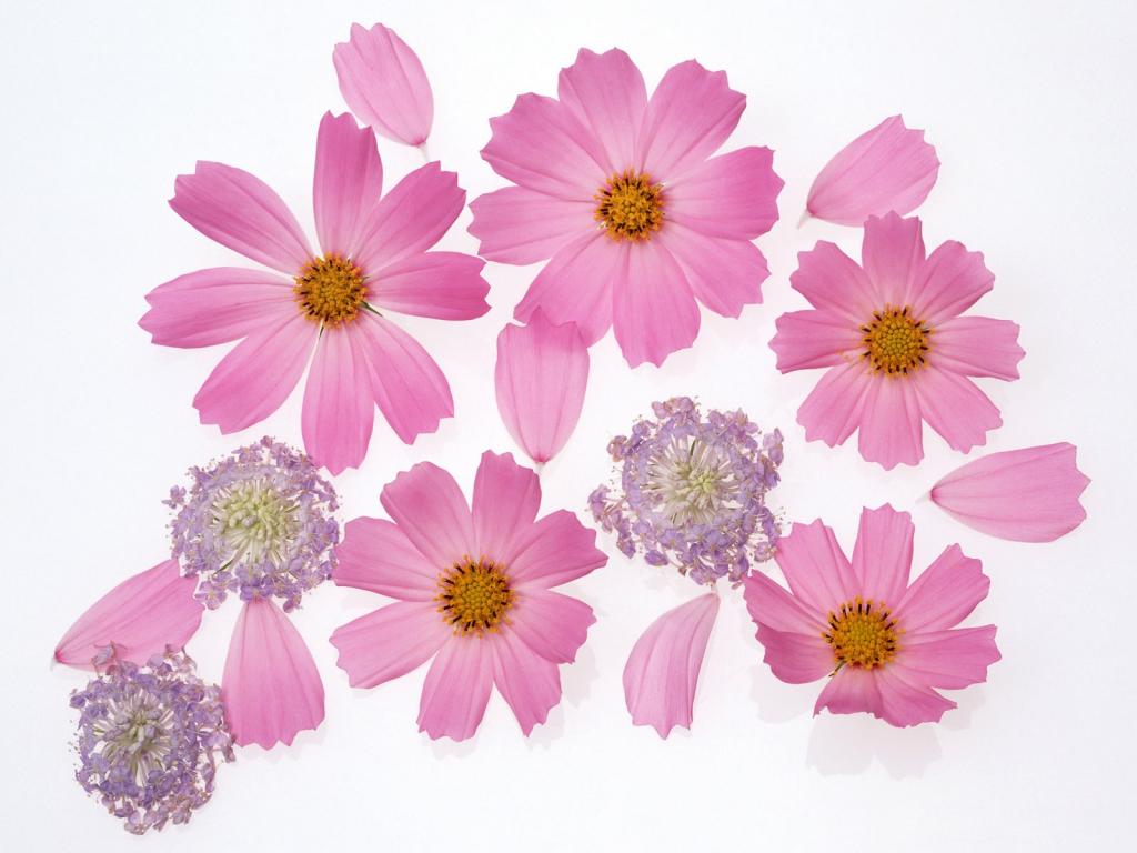 五颜六色鲜菊花
