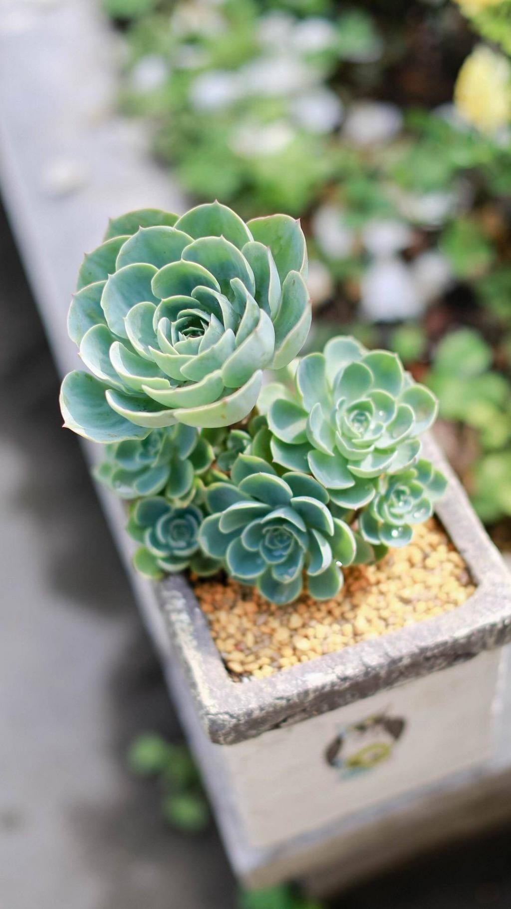 小清新多肉植物