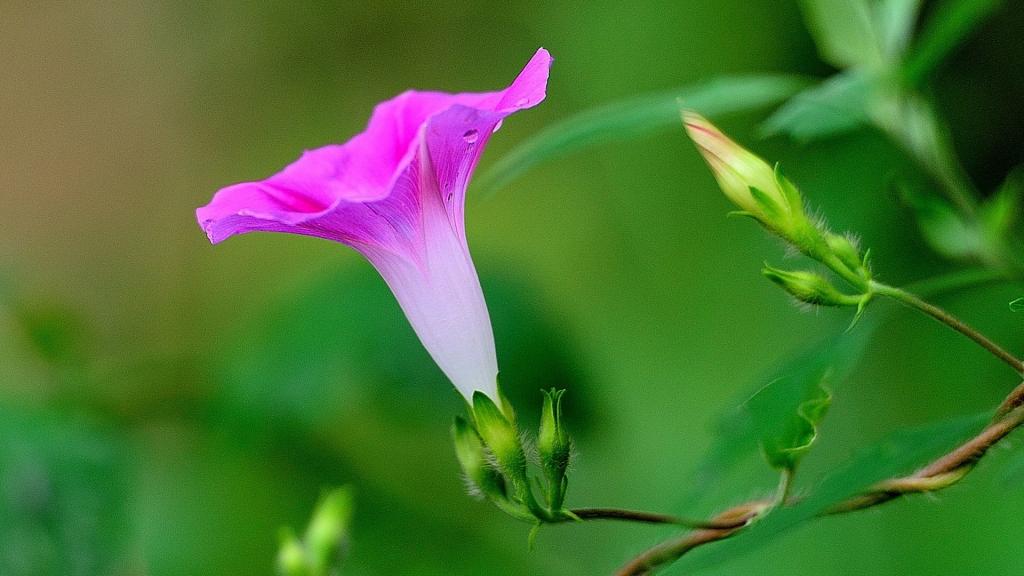 植物牵牛花