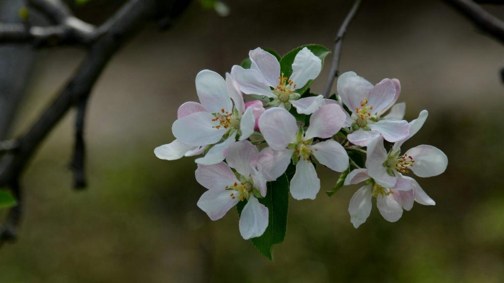 粉白色苹果花图片