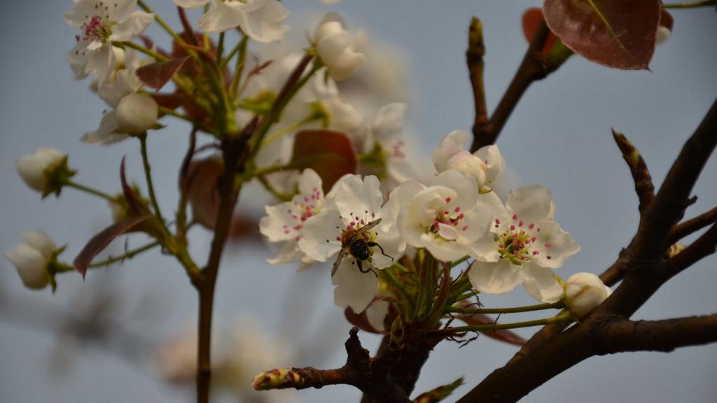 洁白如雪的梨花