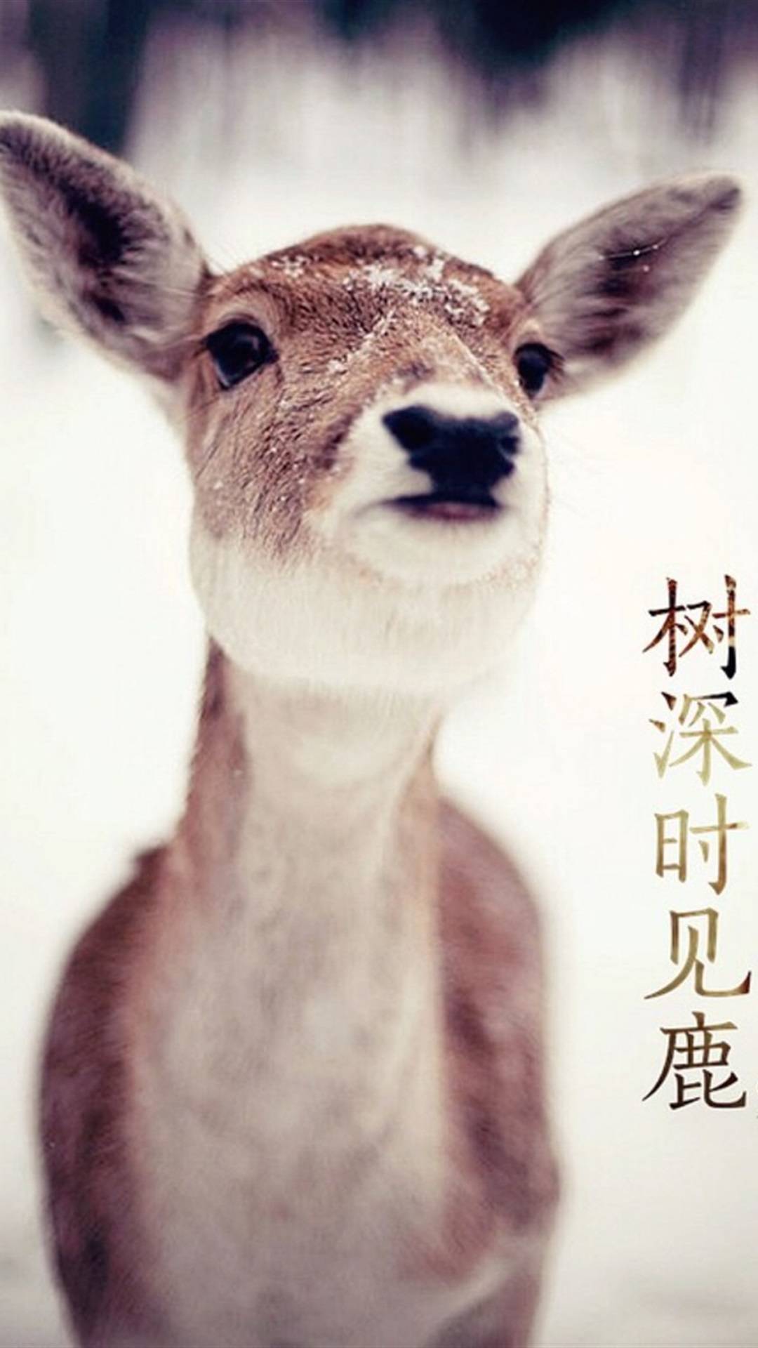 林深时见鹿,高清图片,手机锁屏桌面-壁纸族