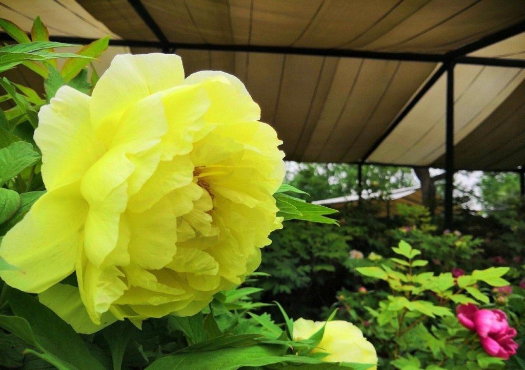 南京千亩牡丹盛开