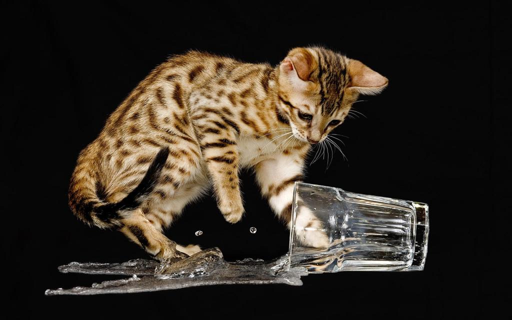 宽屏白色猫咪