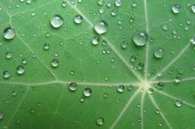 荷叶上的水珠露珠